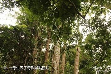 海南霸王嶺國家森林公園-一母生五子奇觀照片