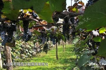 通天山葡萄酒文化科技產業園-山葡萄種植示範園照片