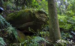 重慶鐵山坪森林公園旅遊攻略之遠古化石