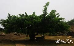 儋州石花水洞地質公園旅遊攻略之熱帶百果園