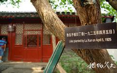 北京鲁迅博物馆旅游攻略之鲁迅手植白丁香
