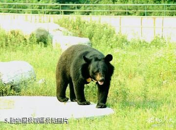 臨沂動植物園-動物園景觀區照片