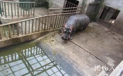 南京红山森林动物园旅游攻略之河马馆