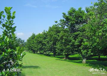 湛江南亚热带植物园-人心果树照片