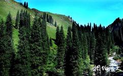 新疆科桑溶洞国家森林公园旅游攻略之云杉