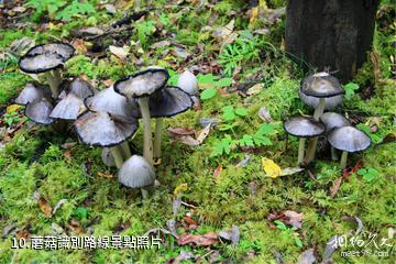 四川王朗國家級自然保護區-蘑菇識別路線照片