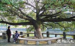 温州中山公园旅游攻略之古树