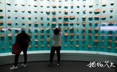 云南澄江化石地自然博物馆旅游攻略之化石