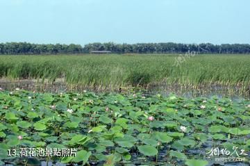 佳木斯富錦國家濕地公園-荷花池照片