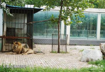 淄博動物園-獅山照片