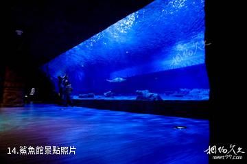 重慶漢海海洋公園-鯊魚館照片