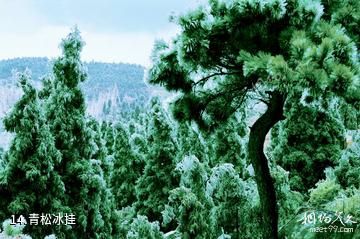 信阳市黄柏山国家森林公园-青松冰挂照片