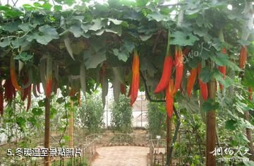 青島蔬菜科技示範園-冬暖溫室照片