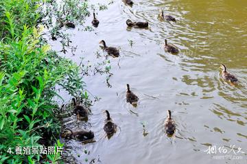 南川黎香湖濕地生態園-養殖照片