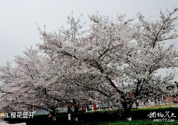 栾城樱花公园-樱花盛开照片