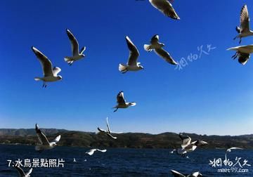宜良陽宗海-水鳥照片