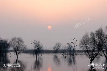 河南黄河湿地国家级自然保护区-动物资源照片