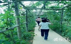 益阳山乡巨变第一村旅游攻略之千米绿色果蔬长廊