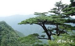 广西花坪国家级自然保护区旅游攻略之银杉景观