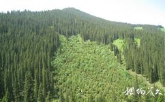 伊犁白石峰瓊博拉森林公園旅遊攻略之森林