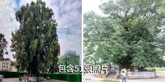 雲南樹包塔驢友相冊