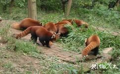 重慶市鱷魚中心旅遊攻略之小熊貓與浣熊館