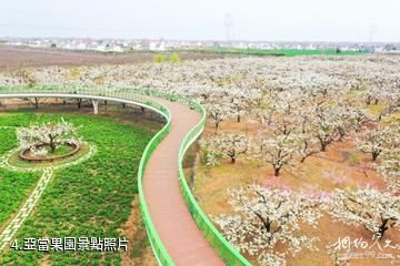 灌雲伊甸園-亞當果園照片