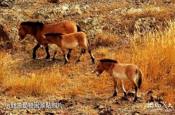 肅北人民公園-野生動物園照片