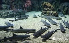 天津海昌極地海洋世界旅遊攻略之鯊魚展區