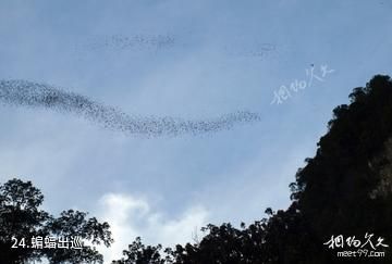 马来西亚姆禄国家公园-蝙蝠出巡照片