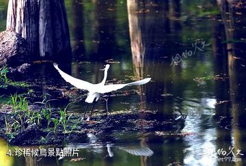 武漢漲渡湖濕地公園-珍稀候鳥照片