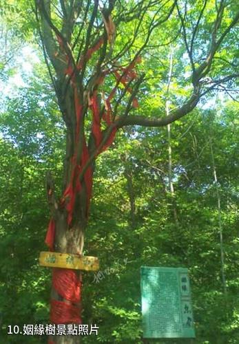 梅河口雞冠山景區-姻緣樹照片
