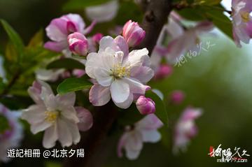 【原創攝影】「應是綠肥紅瘦」