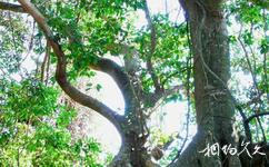 亚龙湾热带天堂森林公园旅游攻略之夫妻榕