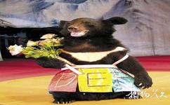 牡丹江黑寶熊樂園旅遊攻略之熊小姐