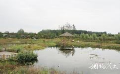 枣庄山亭月亮湾湿地旅游攻略之湿地生态长廊