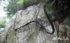 泰安徂徕山国家森林公园旅游攻略之古藤抱石