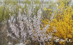 大连西山湖公园旅游攻略之植被