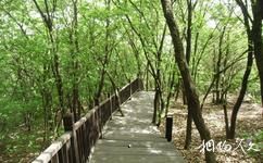 江蘇大陽山國家森林公園旅遊攻略之森林公園