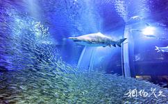 山海关乐岛海洋公园旅游攻略之鲨鱼馆