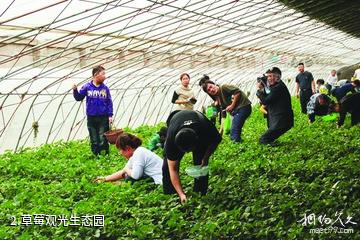 邹城中心店草莓观光生态园-草莓观光生态园照片