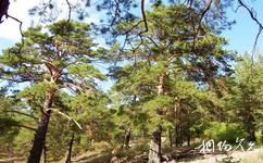 海拉尔国家森林公园旅游攻略之中日友谊林