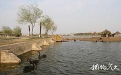 江蘇永豐林農業生態園旅遊攻略之黑天鵝