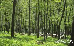 哈尔滨长寿国家森林公园旅游攻略之森林