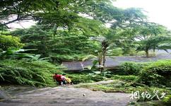 深圳仙湖植物園旅遊攻略之棕櫚園