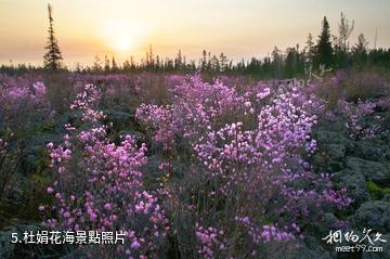 伊春紅星火山地質公園-杜娟花海照片