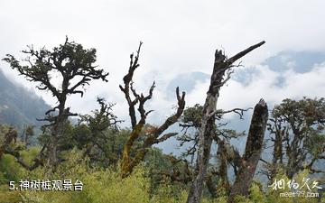 怒江独龙江景区-神树桩观景台照片