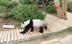 柳州動物園旅遊攻略之熊貓館