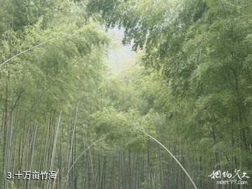 赣州阳岭国家森林公园-十万亩竹海照片