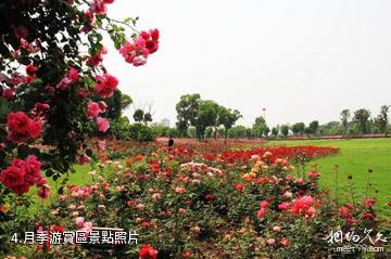 蘇州相城盛澤湖月季園-月季游賞區照片